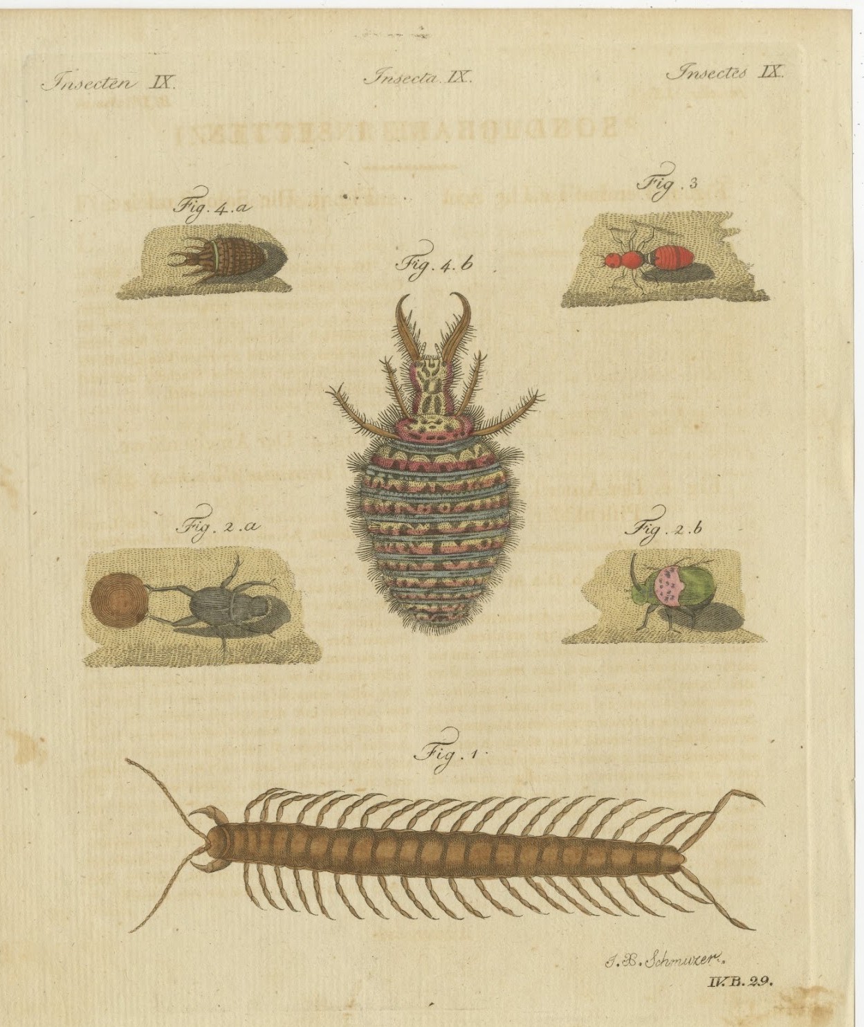 Centipede, Dung Beetle and Ant Lion, Antique Bertuch Print, circa 1805