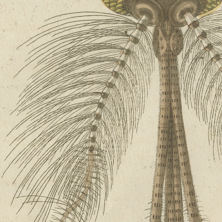 Gnat with Magnified Feathered Head, Antique Bertuch Print, circa 1805, view 4