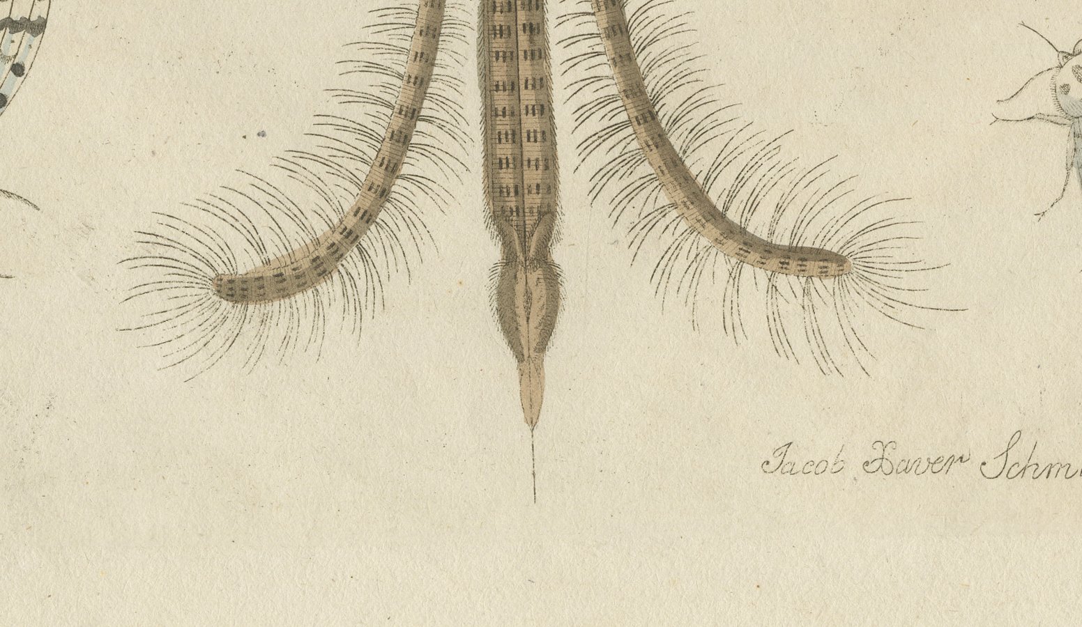 Gnat with Magnified Feathered Head, Antique Bertuch Print, circa 1805, view 5