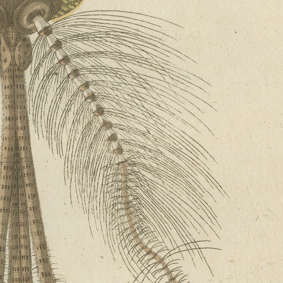Gnat with Magnified Feathered Head, Antique Bertuch Print, circa 1805, view 6