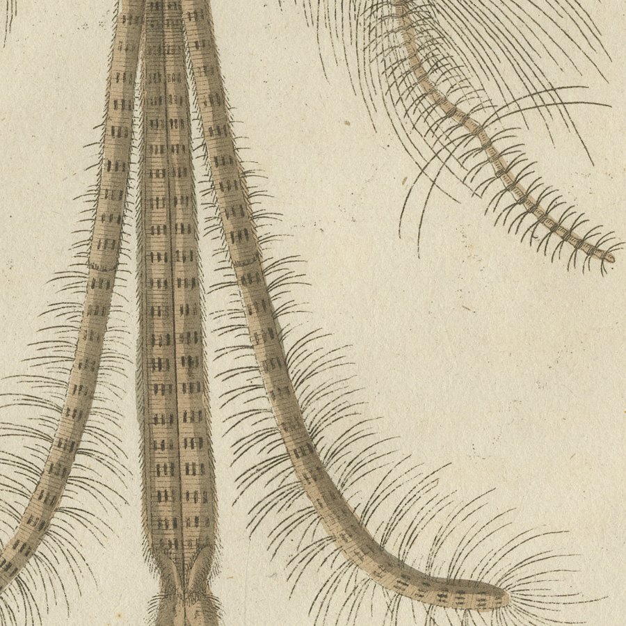 Gnat with Magnified Feathered Head, Antique Bertuch Print, circa 1805, view 7