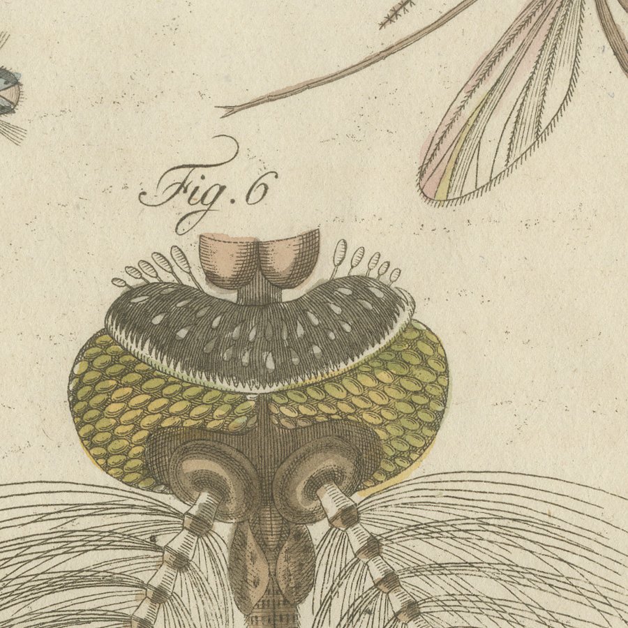 Gnat with Magnified Feathered Head, Antique Bertuch Print, circa 1805, view 8