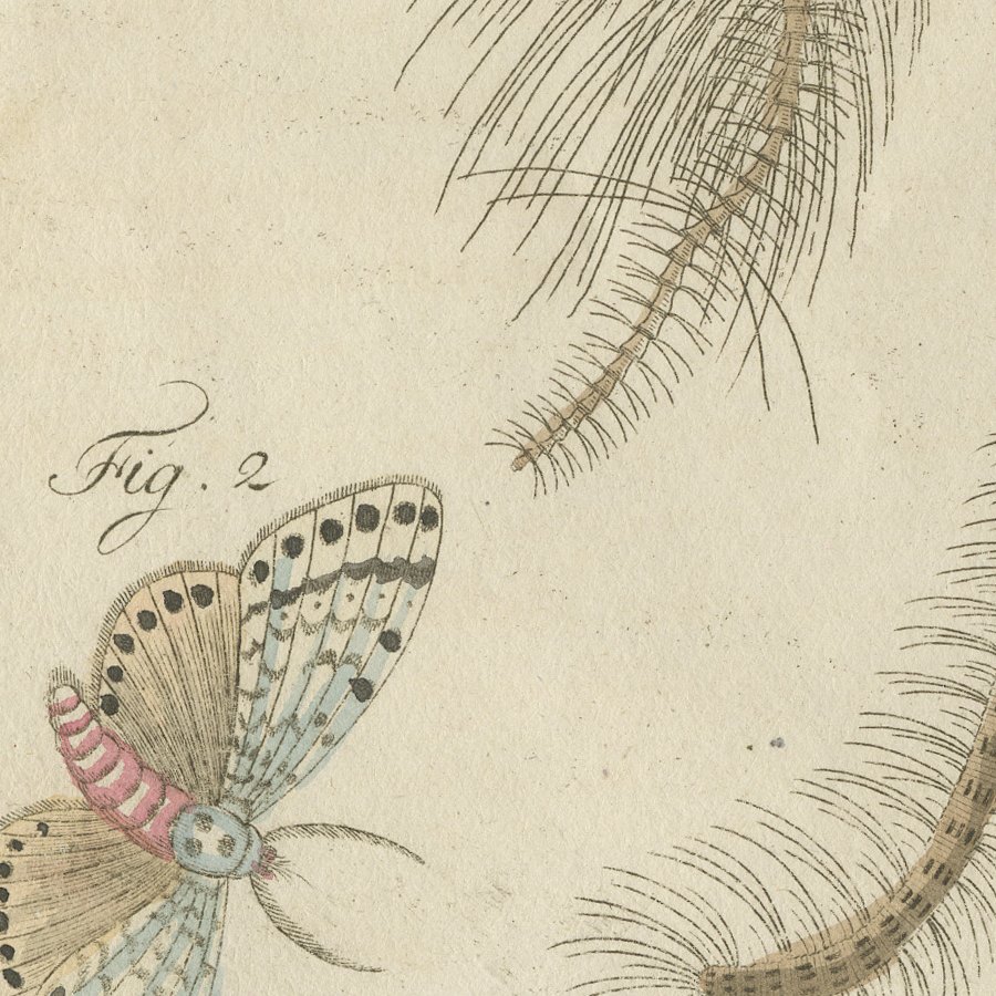 Gnat with Magnified Feathered Head, Antique Bertuch Print, circa 1805, view 9
