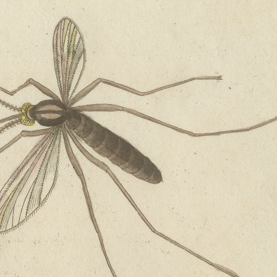 Gnat with Magnified Feathered Head, Antique Bertuch Print, circa 1805, view 10