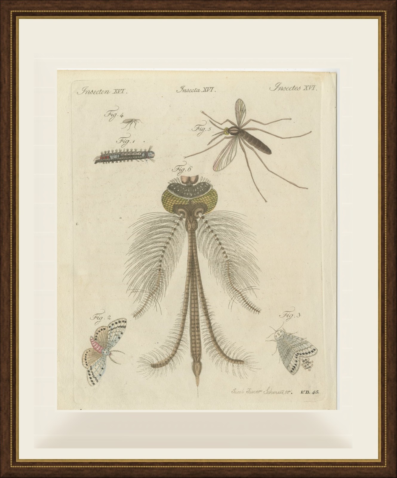 Gnat with Magnified Feathered Head, Antique Bertuch Print, circa 1805, view 2