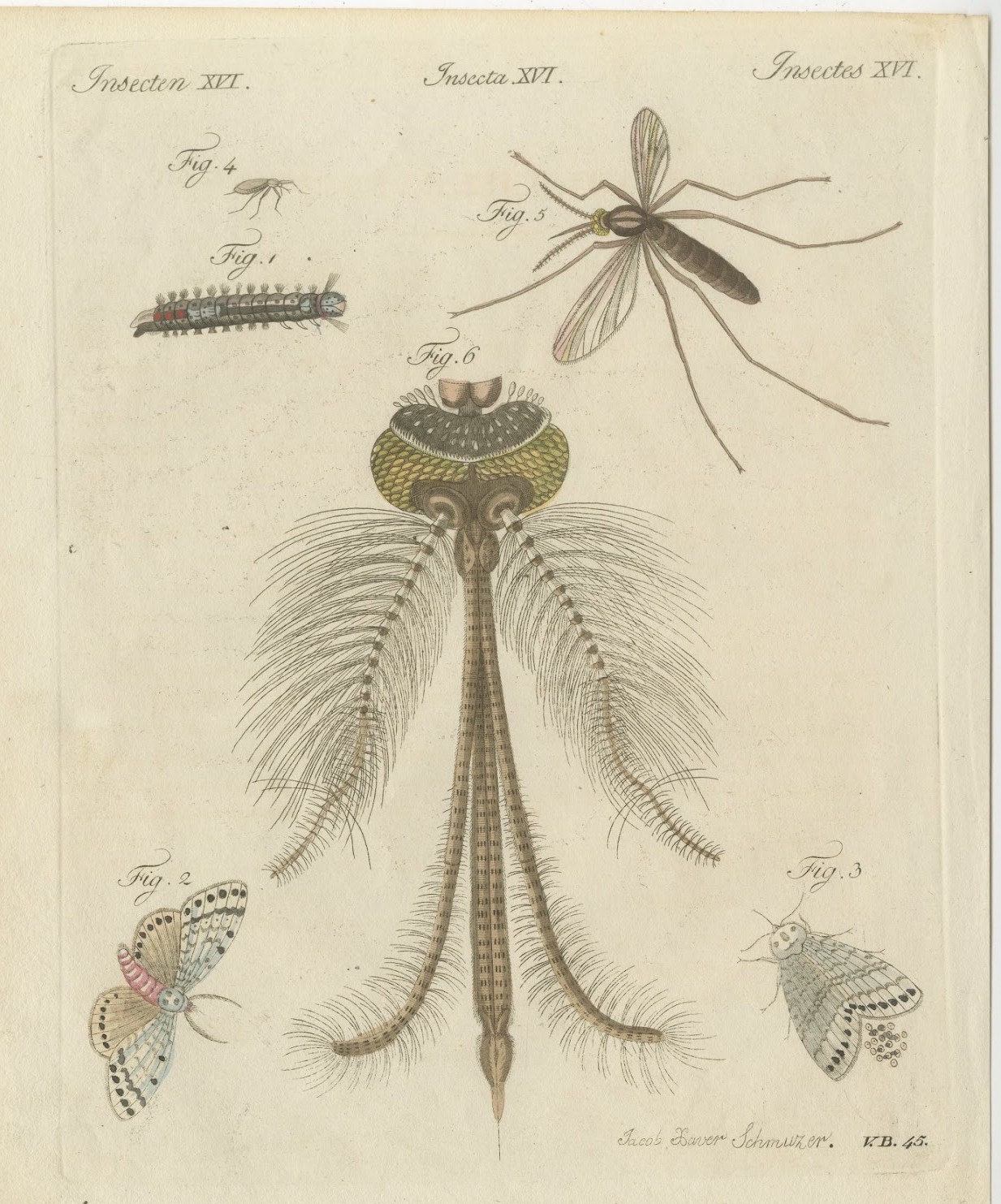 Gnat with Magnified Feathered Head, Antique Bertuch Print, circa 1805