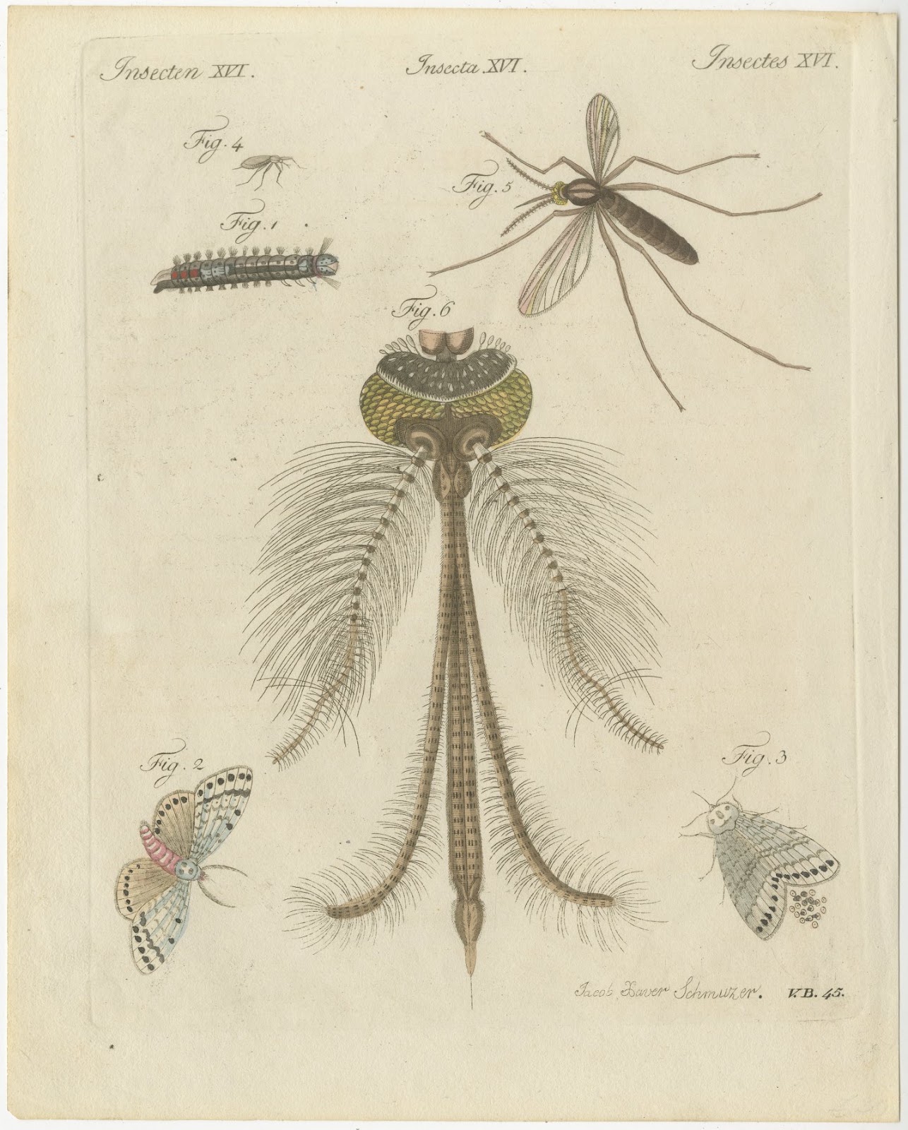 Gnat with Magnified Feathered Head, Antique Bertuch Print, circa 1805, view 3