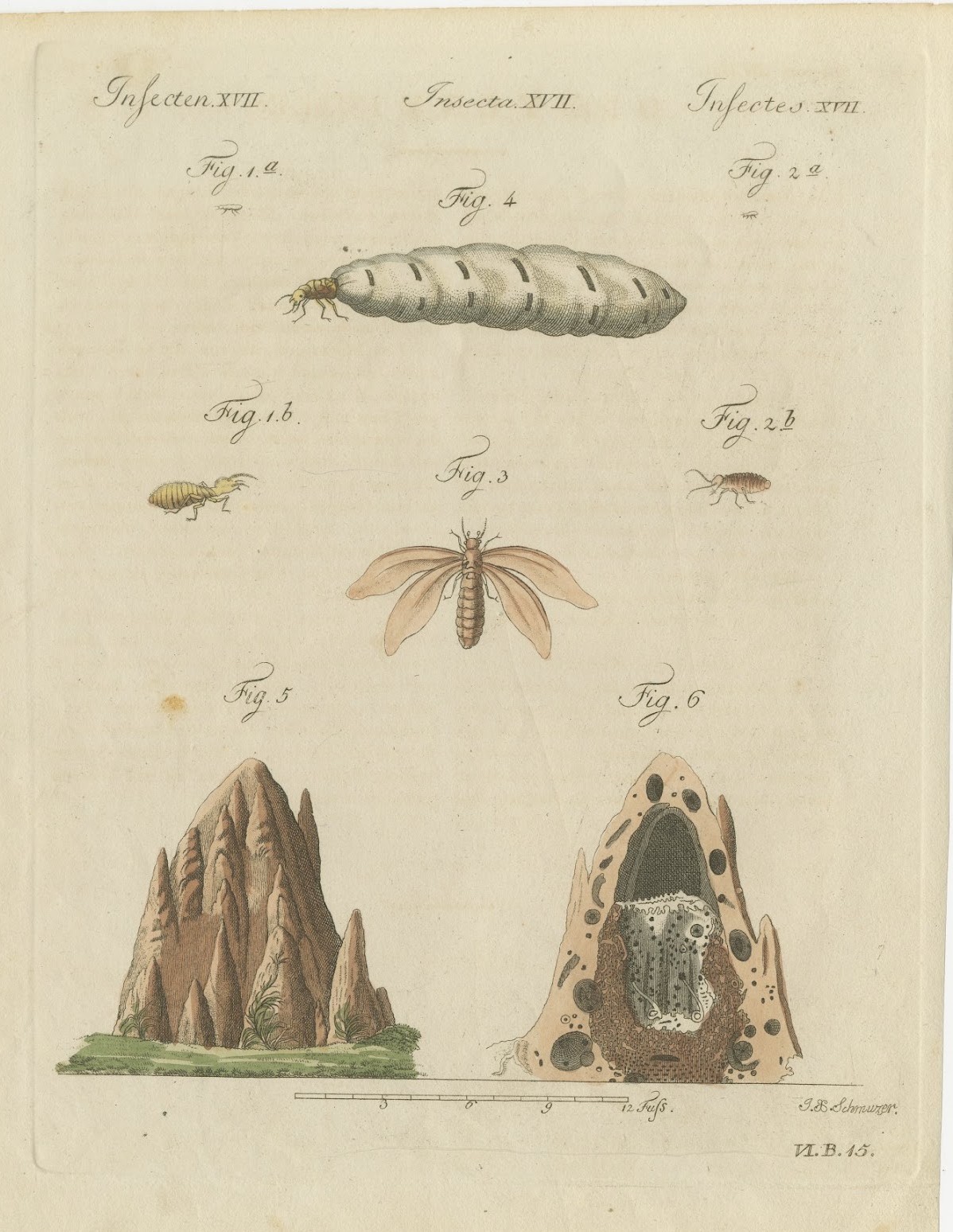 Termites and Termite Mound with Swollen Queen, Antique Bertuch Print, circa 1805
