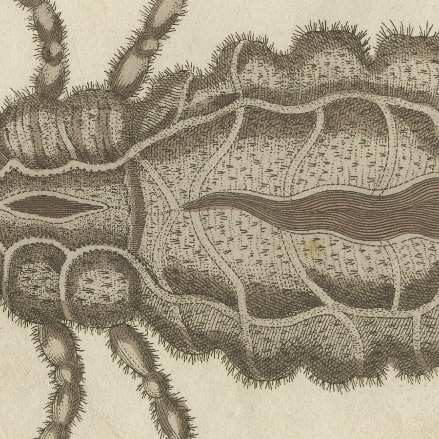 Flea and Louse Under the Microscope, Antique Bertuch Print, circa 1805, view 4