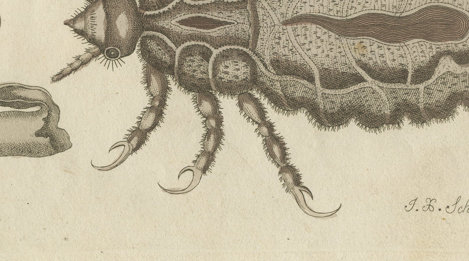 Flea and Louse Under the Microscope, Antique Bertuch Print, circa 1805, view 5