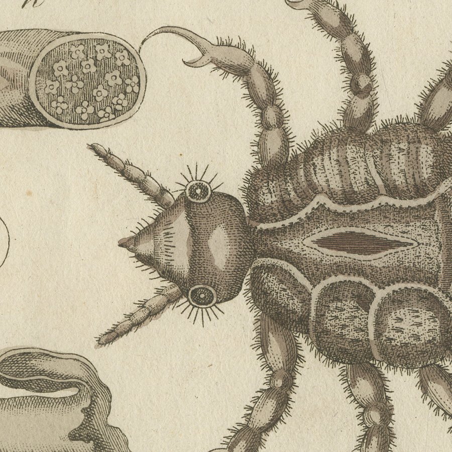 Flea and Louse Under the Microscope, Antique Bertuch Print, circa 1805, view 6