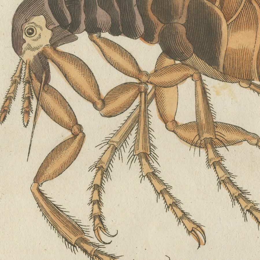 Flea and Louse Under the Microscope, Antique Bertuch Print, circa 1805, view 7