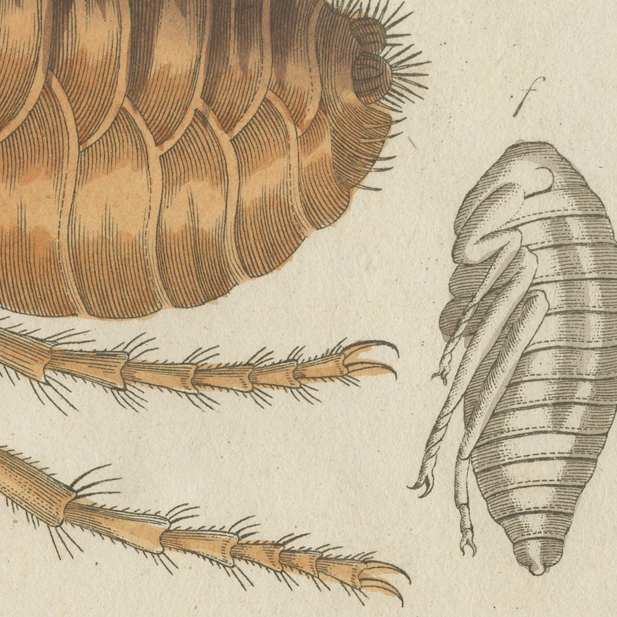 Flea and Louse Under the Microscope, Antique Bertuch Print, circa 1805, view 8