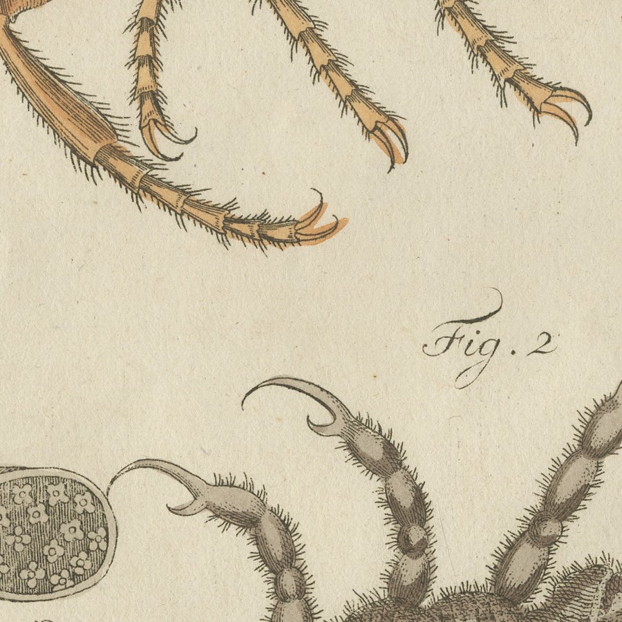 Flea and Louse Under the Microscope, Antique Bertuch Print, circa 1805, view 9