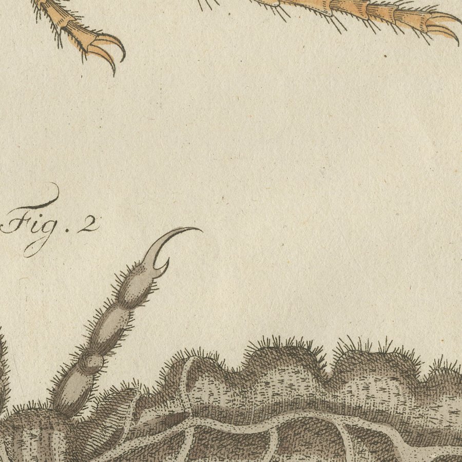 Flea and Louse Under the Microscope, Antique Bertuch Print, circa 1805, view 10