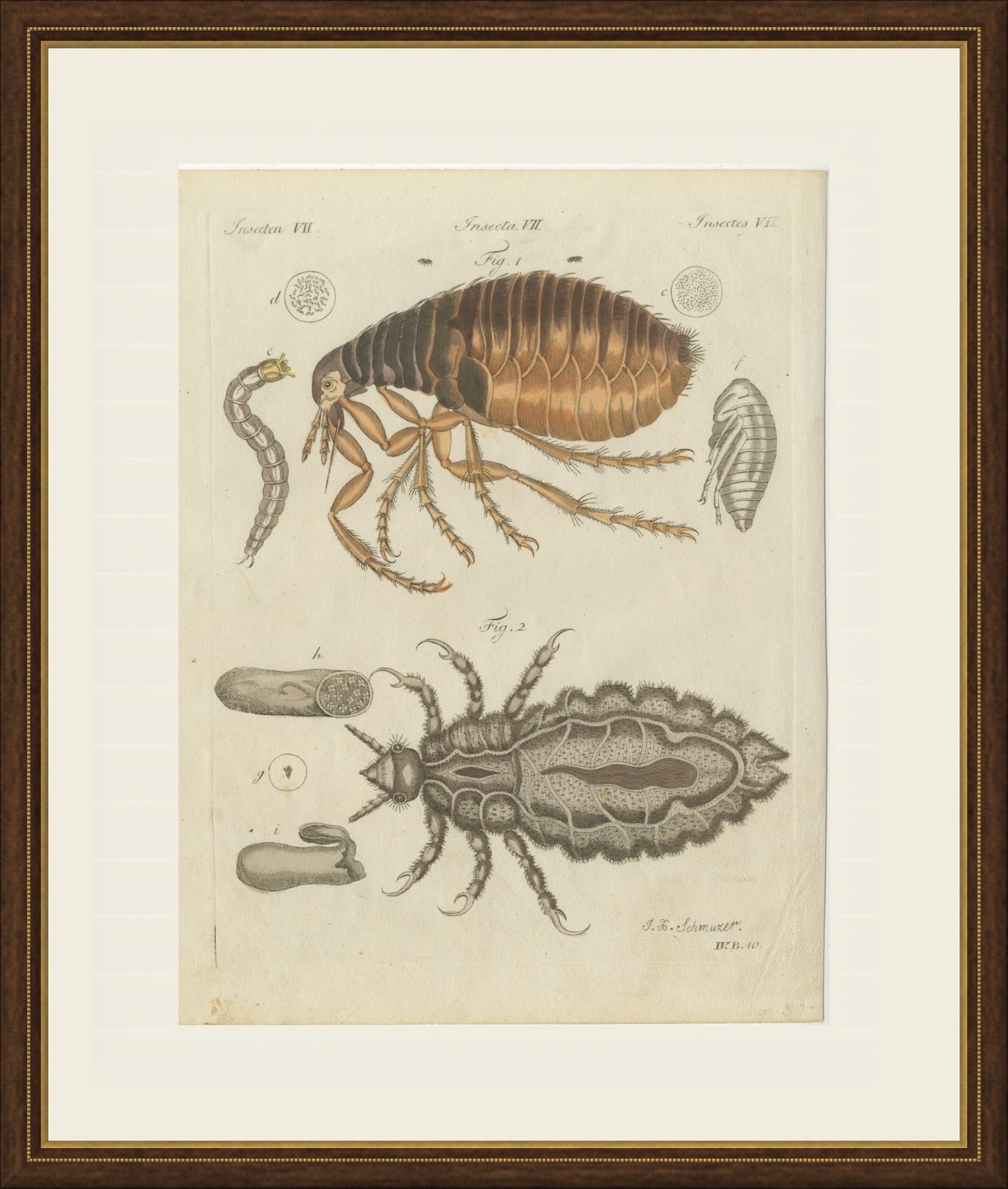 Flea and Louse Under the Microscope, Antique Bertuch Print, circa 1805, view 2