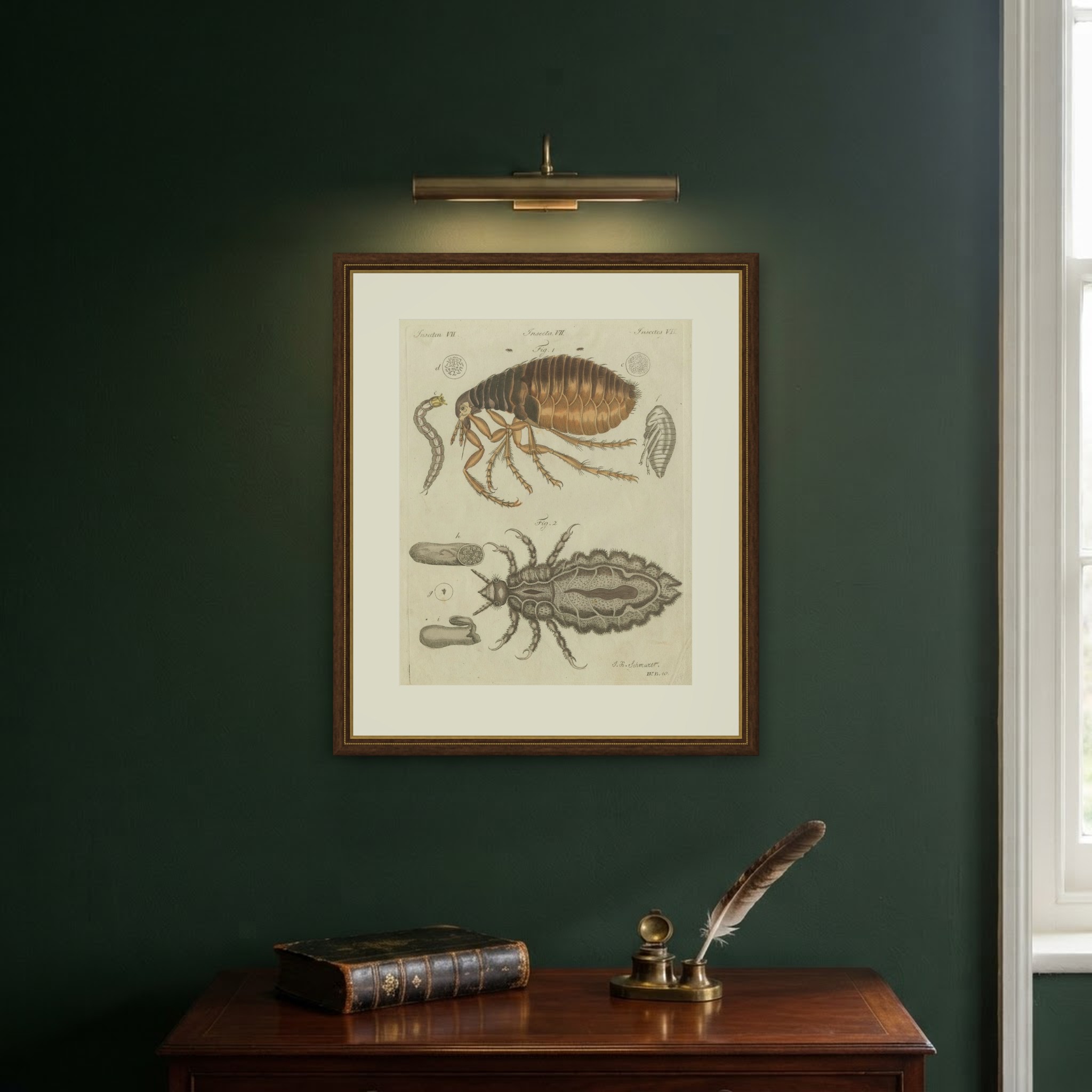 Flea and Louse Under the Microscope, Antique Bertuch Print, circa 1805, view 11