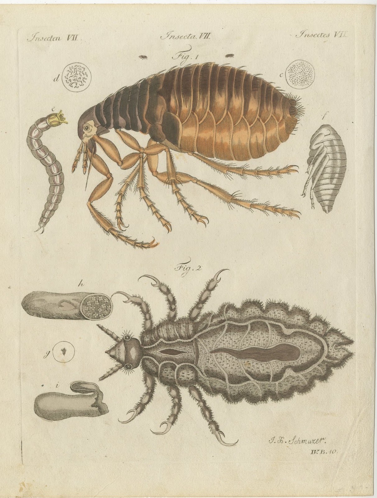 Flea and Louse Under the Microscope, Antique Bertuch Print, circa 1805