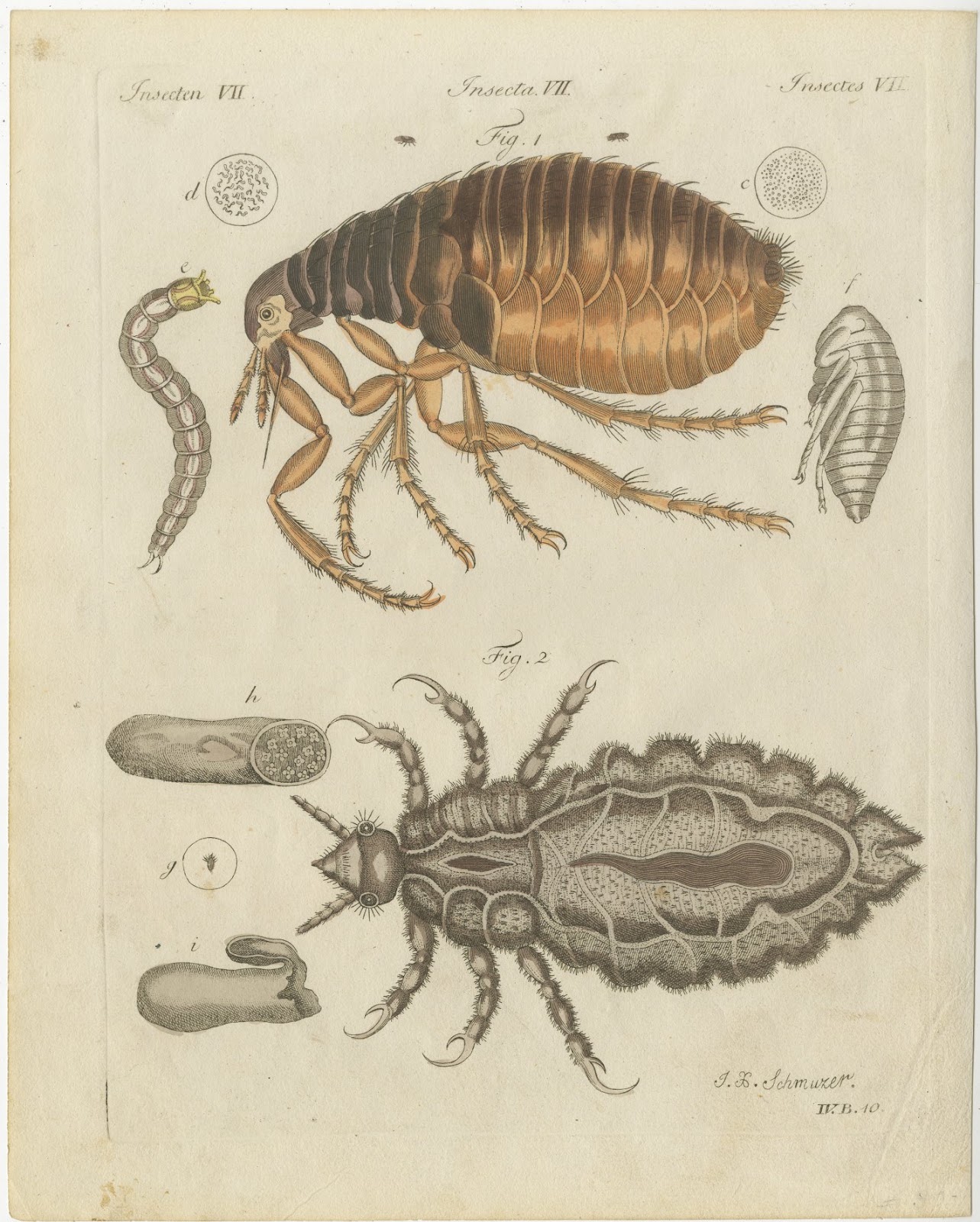 Flea and Louse Under the Microscope, Antique Bertuch Print, circa 1805, view 3