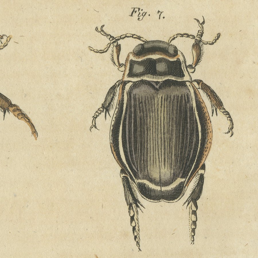 Diving Beetles and Water Beetles with Larva, Antique Bertuch Print, circa 1815, view 4