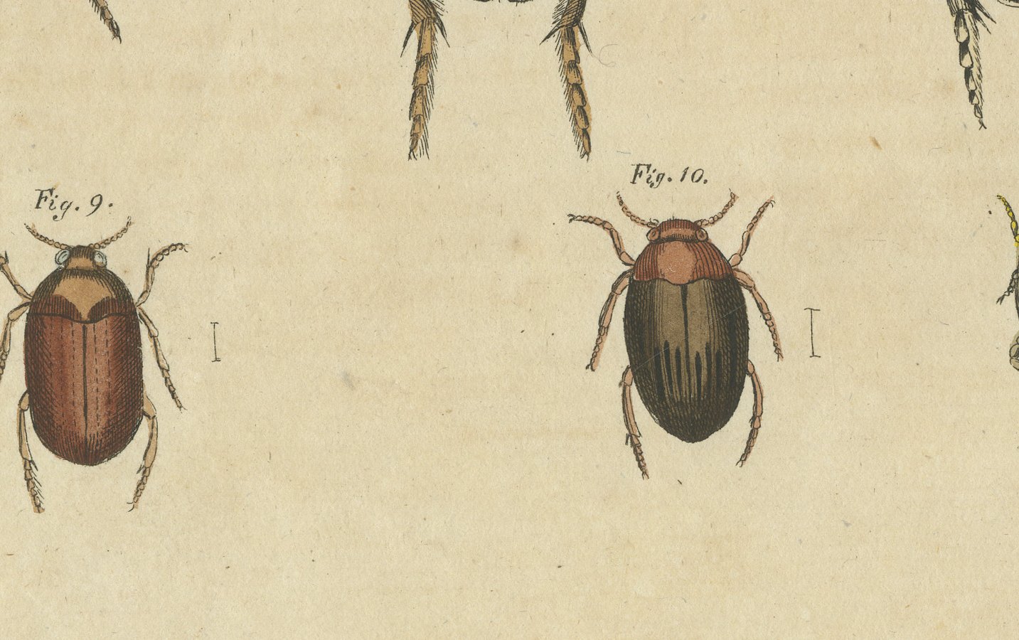 Diving Beetles and Water Beetles with Larva, Antique Bertuch Print, circa 1815, view 5