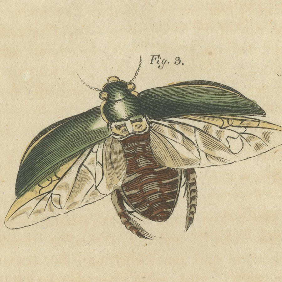 Diving Beetles and Water Beetles with Larva, Antique Bertuch Print, circa 1815, view 6