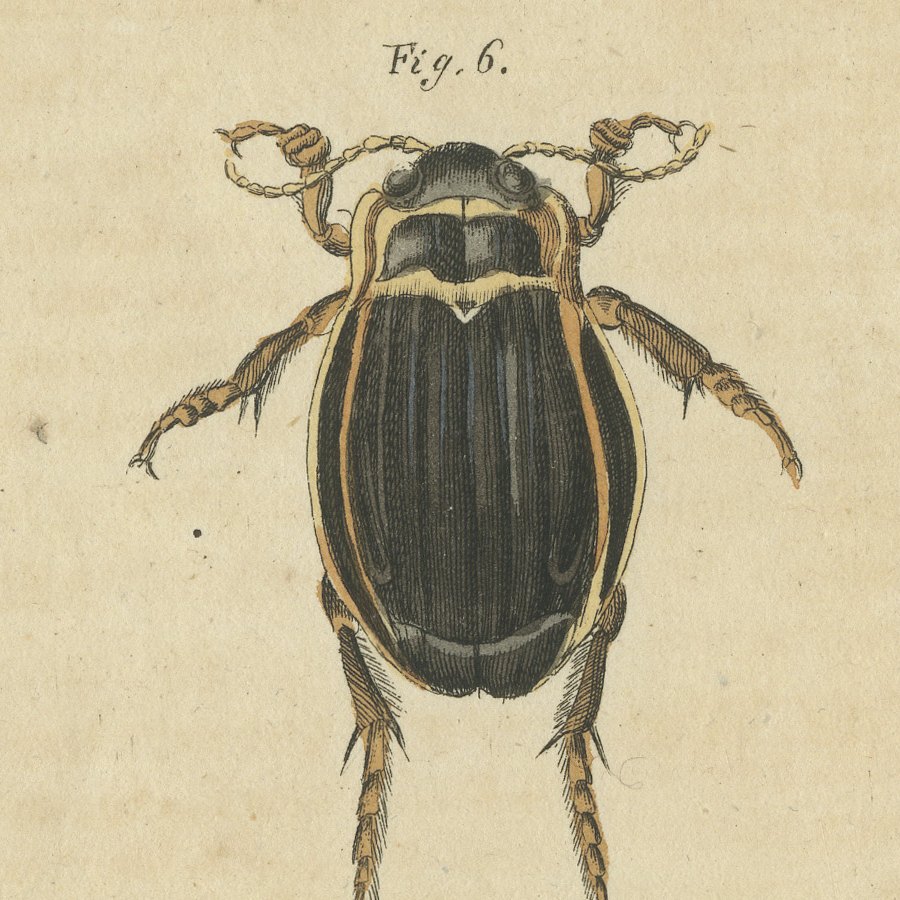 Diving Beetles and Water Beetles with Larva, Antique Bertuch Print, circa 1815, view 7