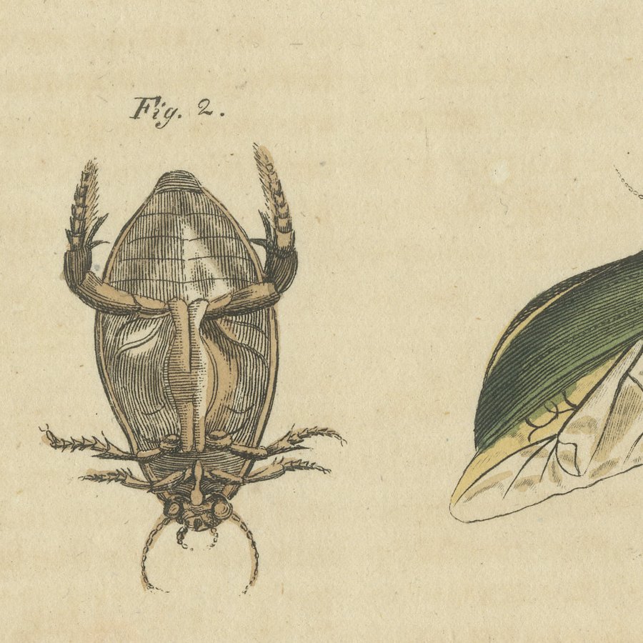 Diving Beetles and Water Beetles with Larva, Antique Bertuch Print, circa 1815, view 8