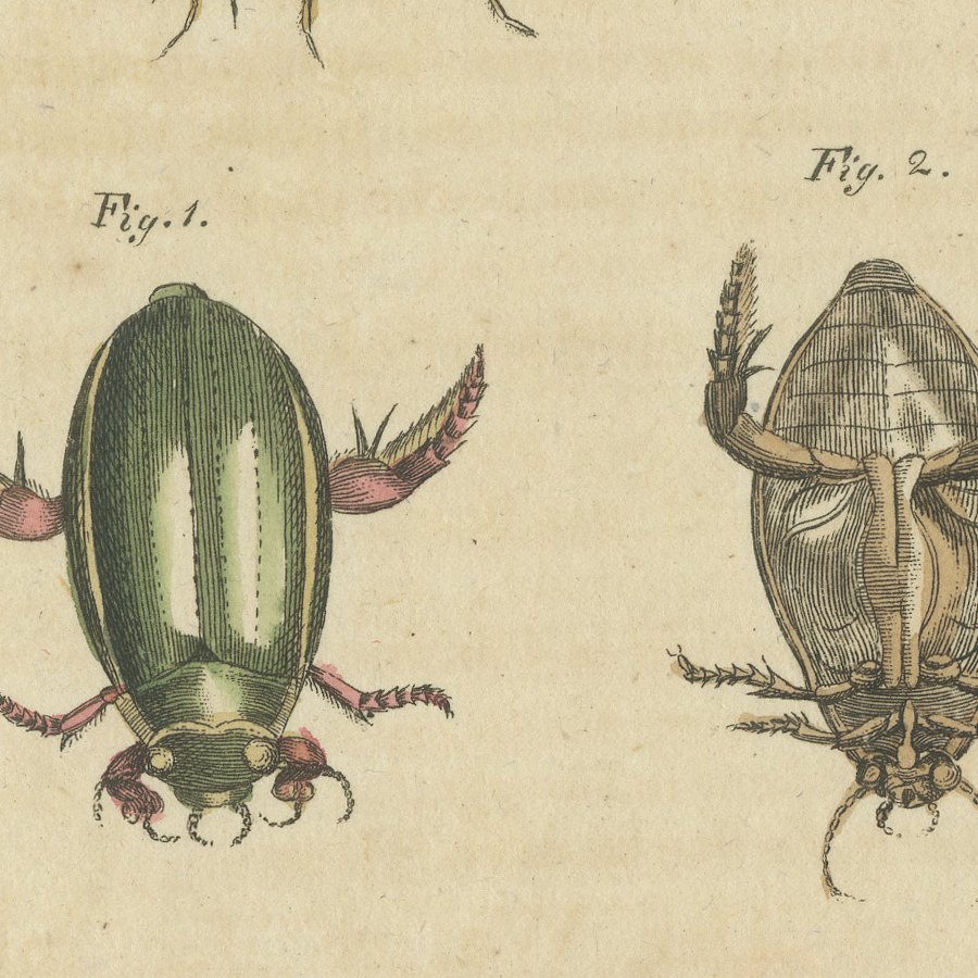 Diving Beetles and Water Beetles with Larva, Antique Bertuch Print, circa 1815, view 9