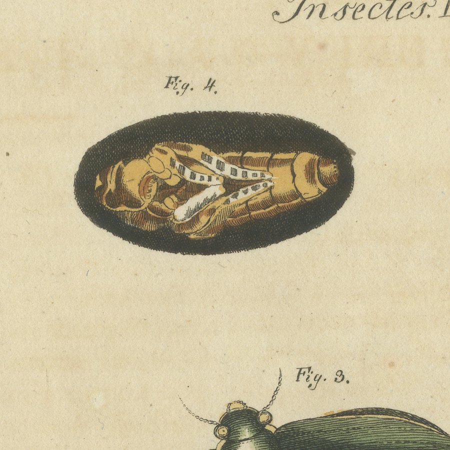 Diving Beetles and Water Beetles with Larva, Antique Bertuch Print, circa 1815, view 10