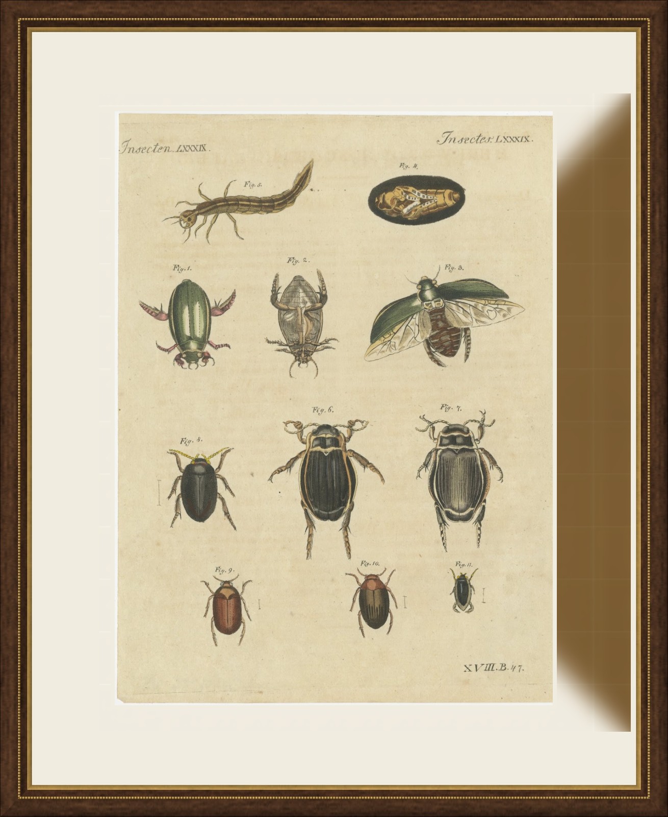Diving Beetles and Water Beetles with Larva, Antique Bertuch Print, circa 1815, view 2