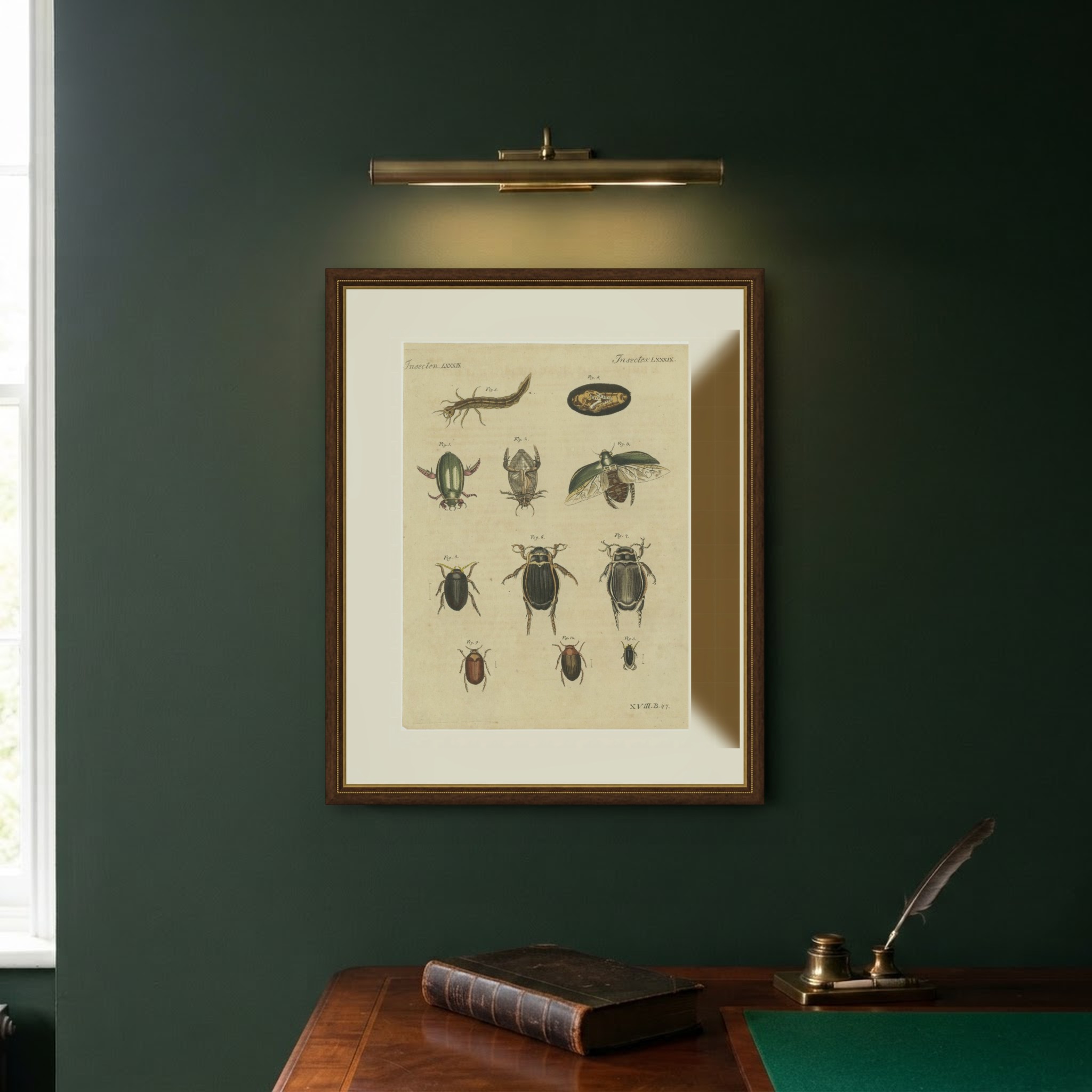 Diving Beetles and Water Beetles with Larva, Antique Bertuch Print, circa 1815, view 11