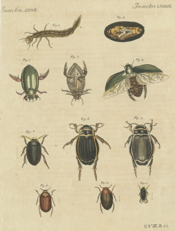 Diving Beetles and Water Beetles with Larva, Antique Bertuch Print, circa 1815