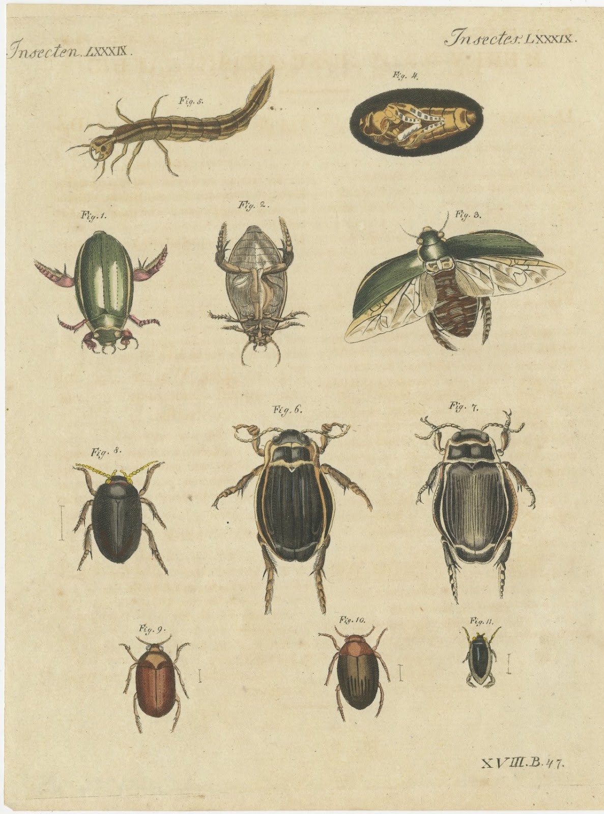 Diving Beetles and Water Beetles with Larva, Antique Bertuch Print, circa 1815