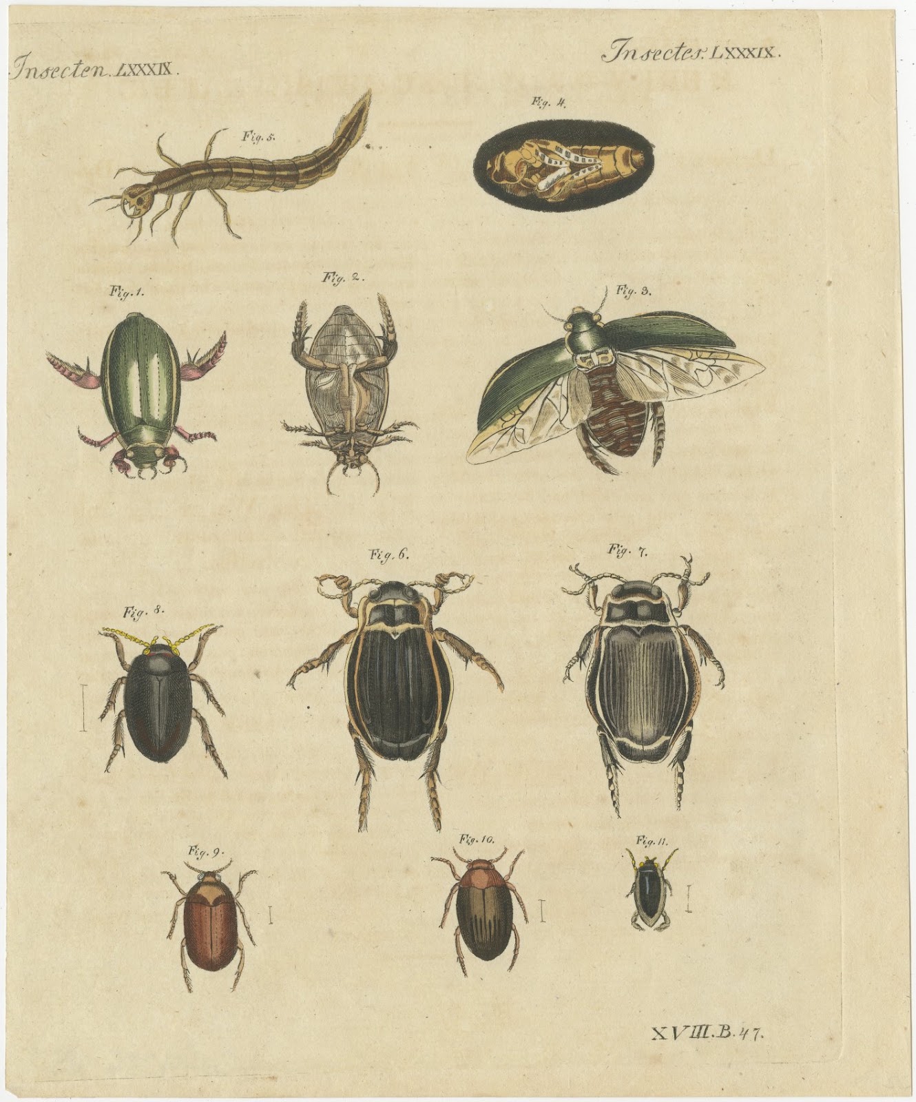 Diving Beetles and Water Beetles with Larva, Antique Bertuch Print, circa 1815, view 3