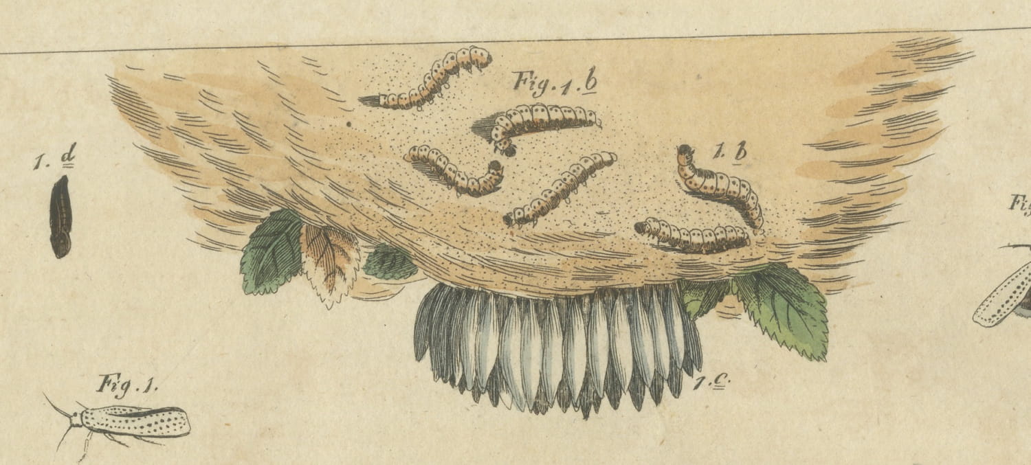 Fruit Moths with Caterpillar in a Cut Apple, Antique Bertuch Print, circa 1815