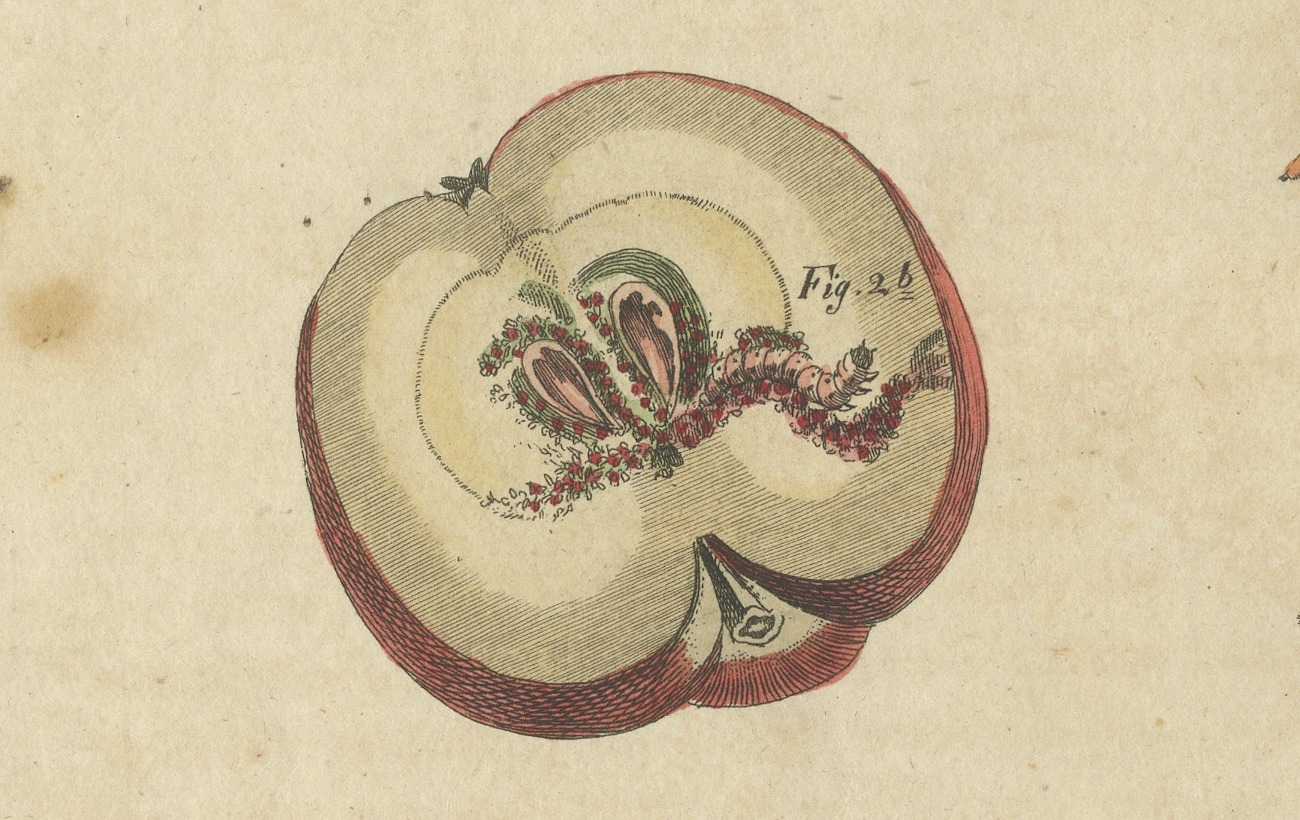 Fruit Moths with Caterpillar in a Cut Apple, Antique Bertuch Print, circa 1815