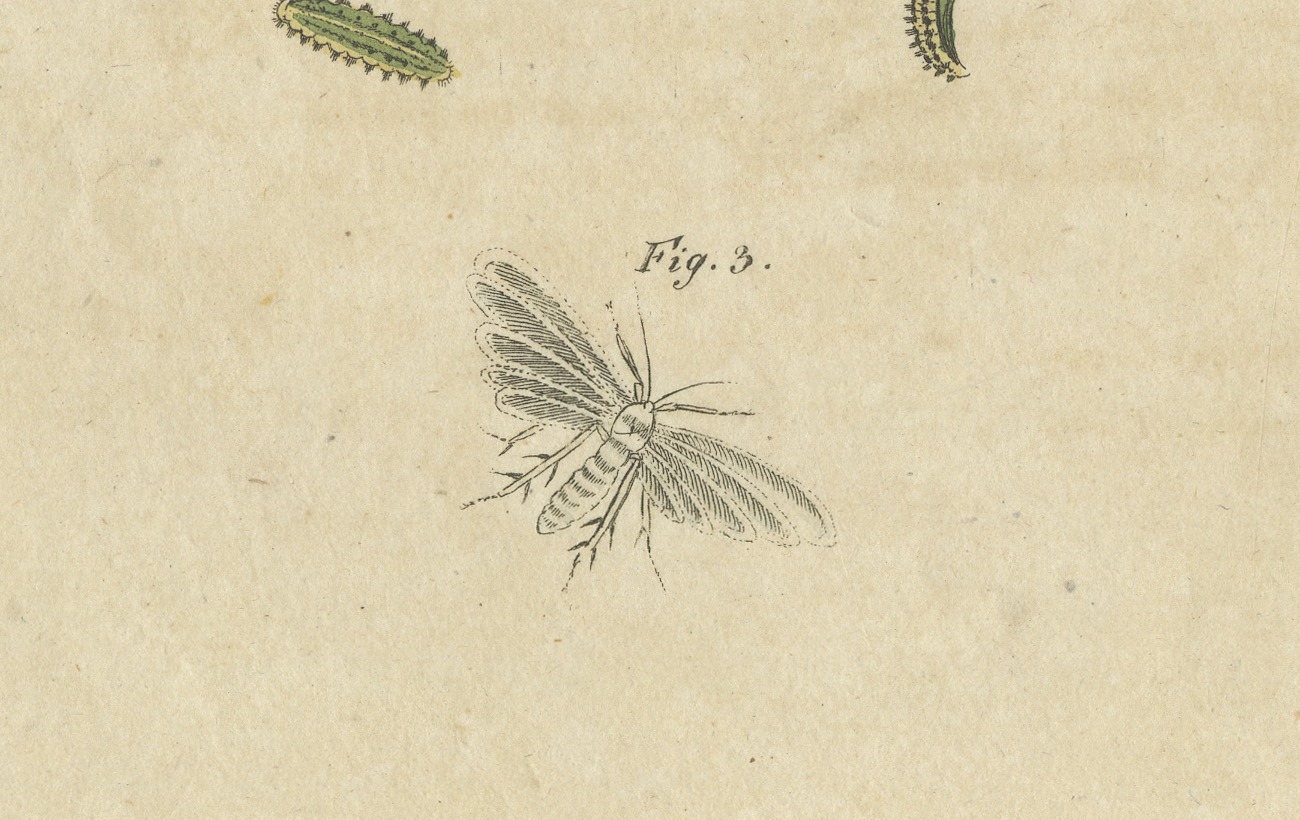 Fruit Moths with Caterpillar in a Cut Apple, Antique Bertuch Print, circa 1815