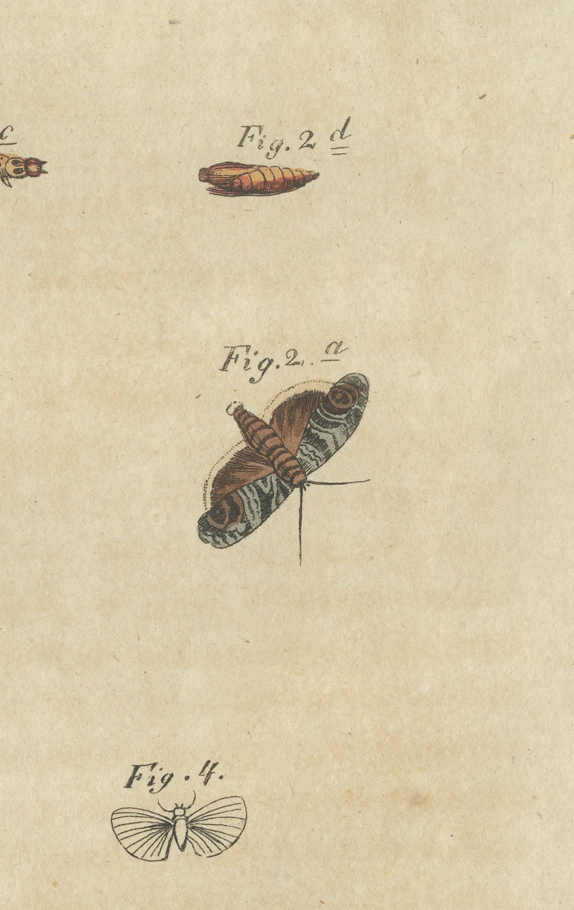 Fruit Moths with Caterpillar in a Cut Apple, Antique Bertuch Print, circa 1815