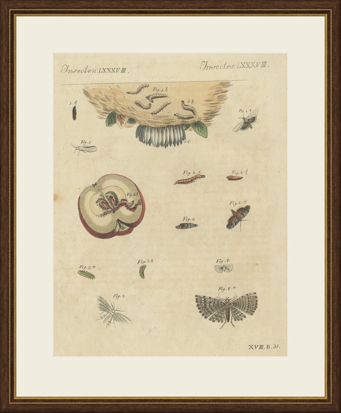 Fruit Moths with Caterpillar in a Cut Apple, Antique Bertuch Print, circa 1815