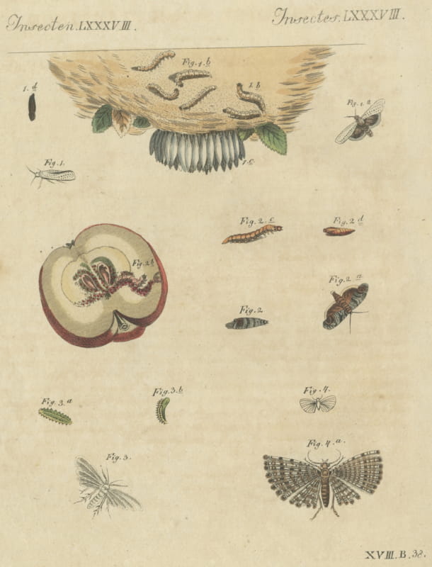 Fruit Moths with Caterpillar in a Cut Apple, Antique Bertuch Print, circa 1815
