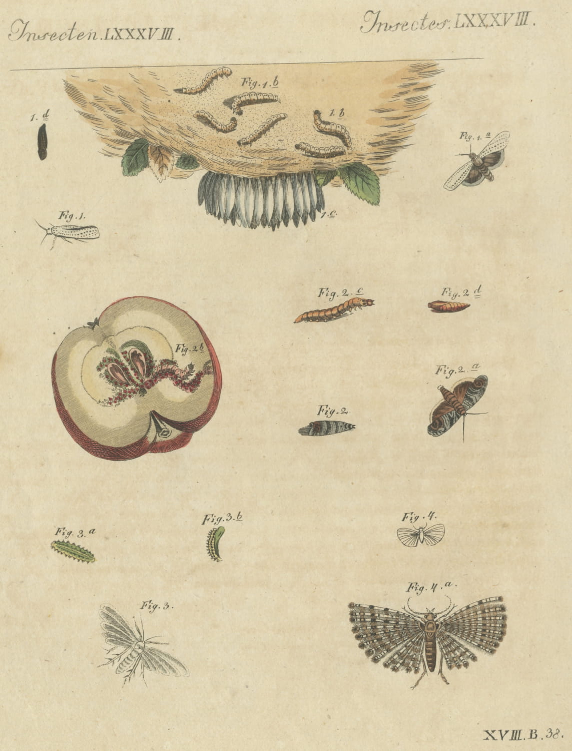 Fruit Moths with Caterpillar in a Cut Apple, Antique Bertuch Print, circa 1815