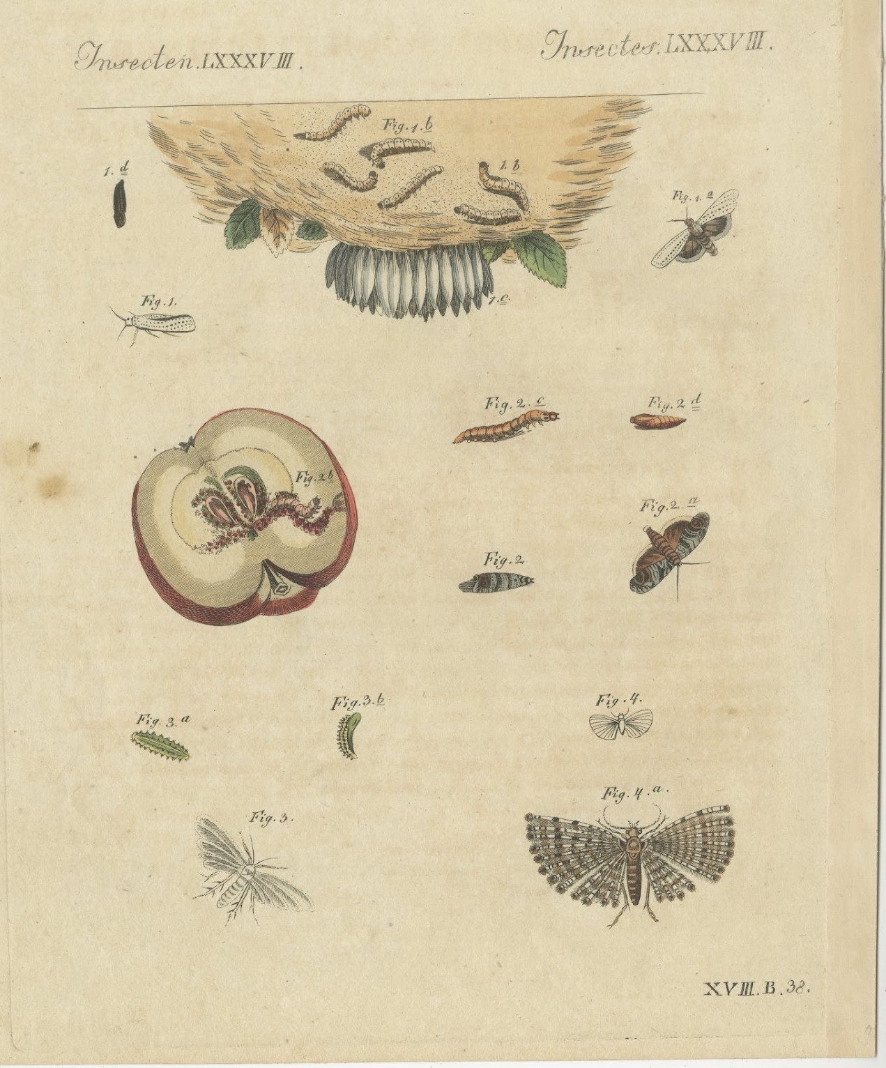 Fruit Moths with Caterpillar in a Cut Apple, Antique Bertuch Print, circa 1815