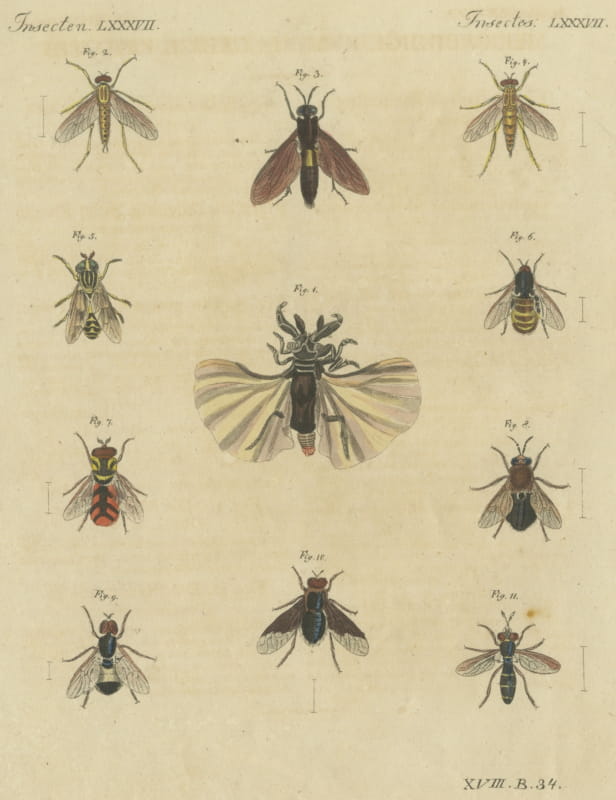 Eleven Flies and Hover Flies, Antique Bertuch Print, circa 1815