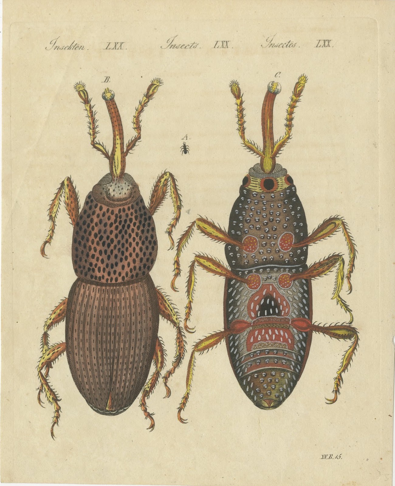 Grain Weevil Magnified Under the Microscope, Antique Bertuch Print, circa 1815