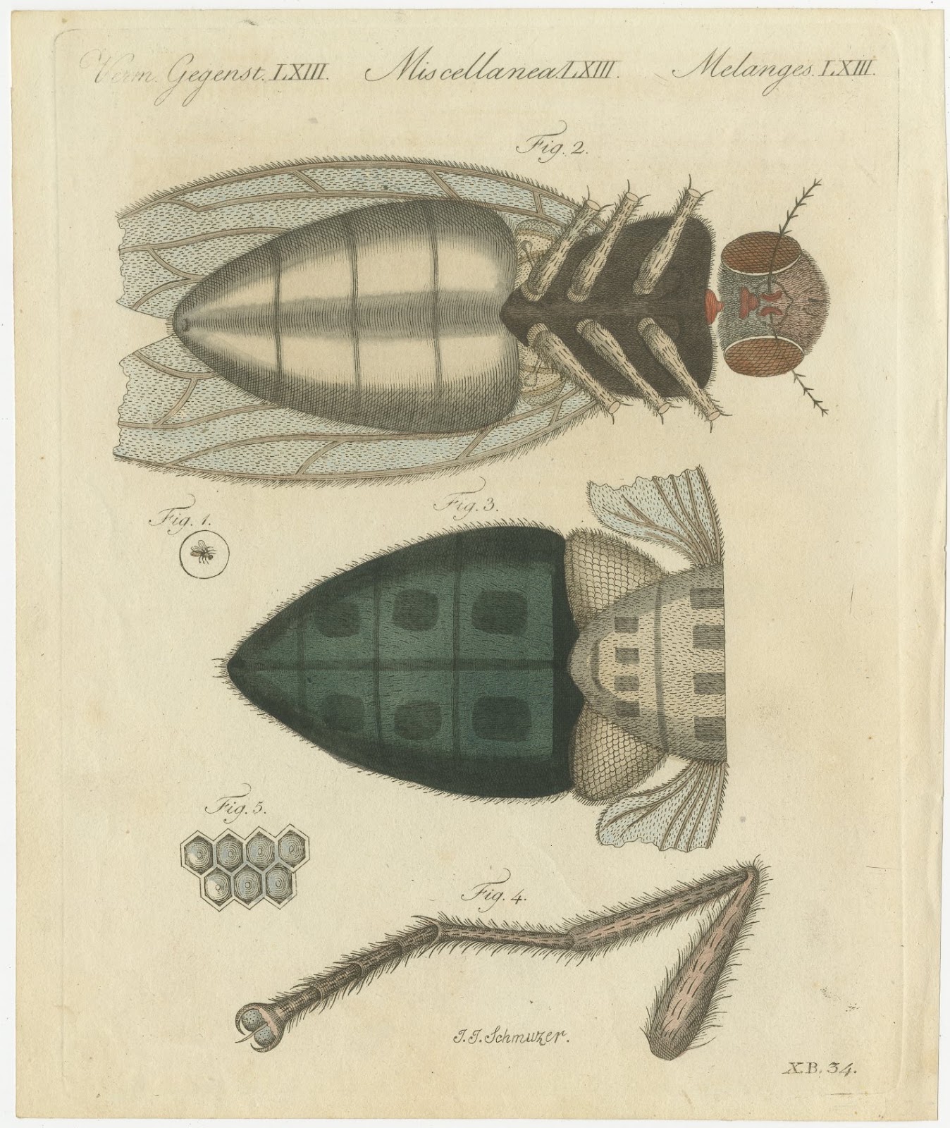 House Fly and Compound Eye Magnified, Antique Bertuch Print, circa 1805
