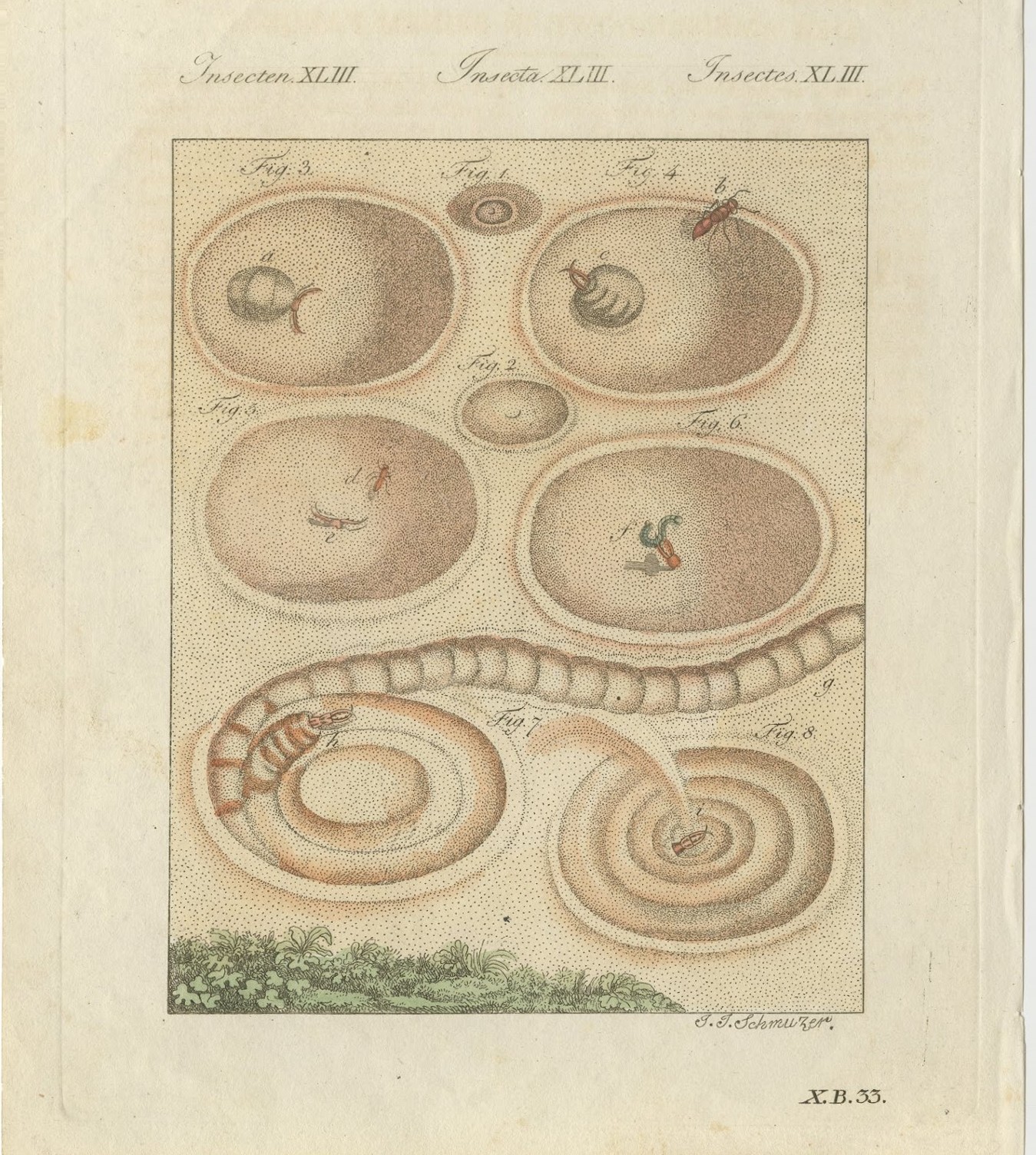 Insect Pit Traps in Sand, Antique Bertuch Print, circa 1805