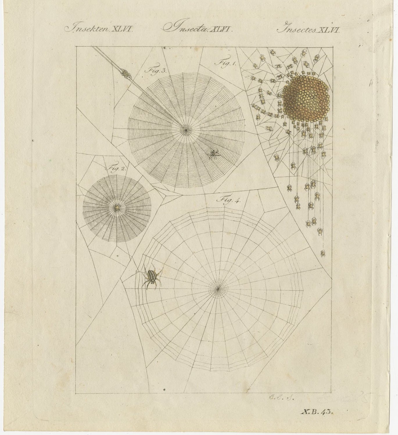 Spider Webs with Hatching Spiderlings, Antique Bertuch Print, circa 1805