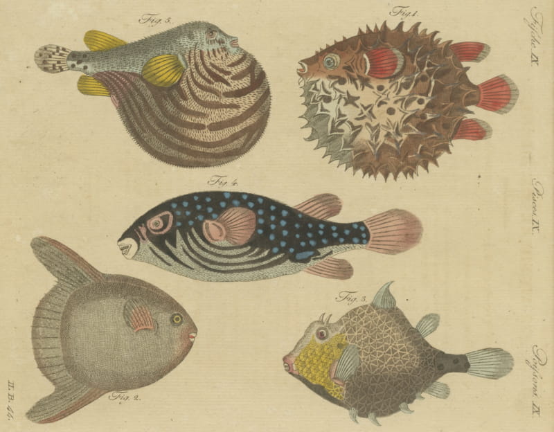 Pufferfish, Porcupinefish and Ocean Sunfish, Antique Bertuch Print, circa 1805