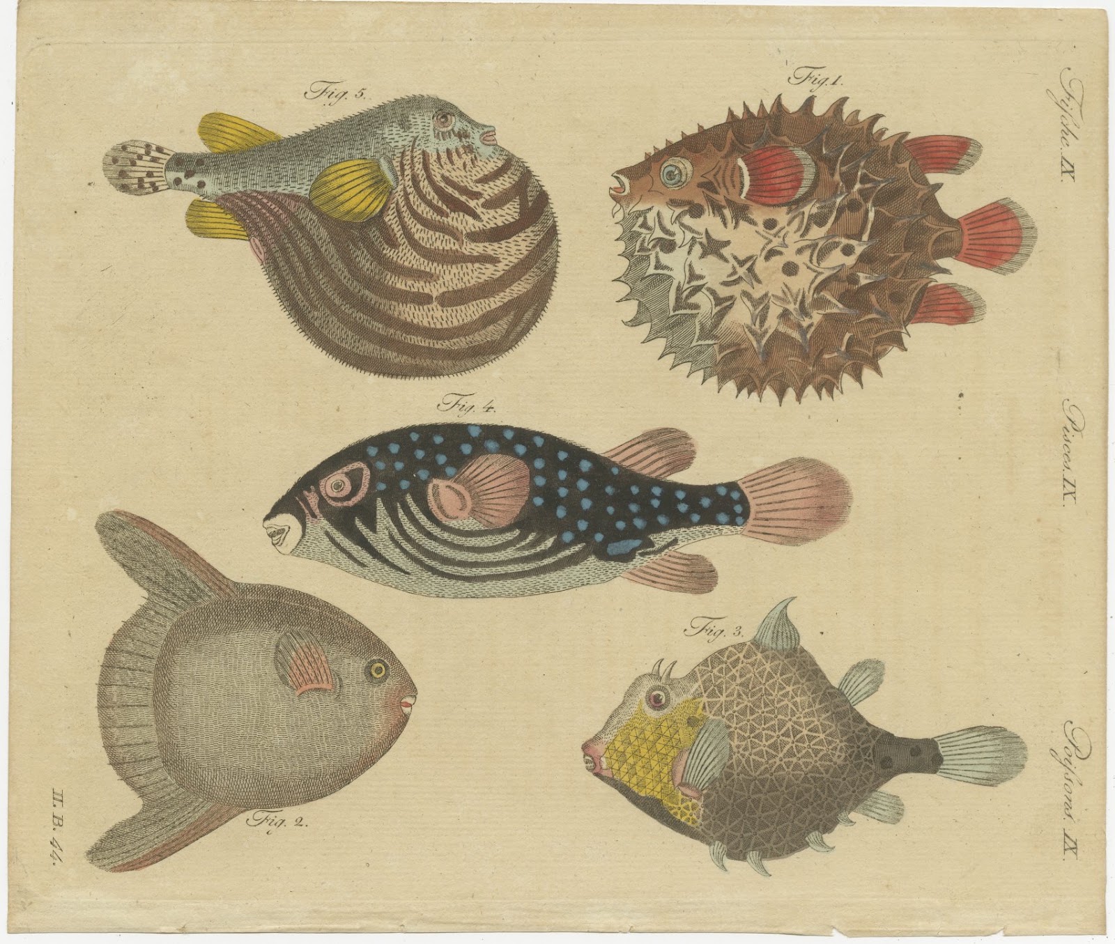 Pufferfish, Porcupinefish and Ocean Sunfish, Antique Bertuch Print, circa 1805